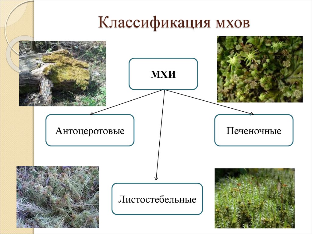Группа растений моховидные. Мхипеченочные и лстостеб. Антоцеротовые мхи классификация. Печёночники мхи классификация. Разнообразие мхов.