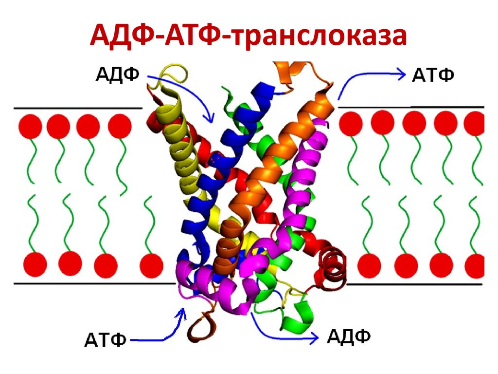 32 атф. АТФ транслоказа. АТФ-АДФ-транслоказой. Транслоказы биохимия. Транслоказа фермент.