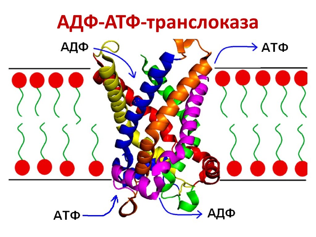 Белки атф