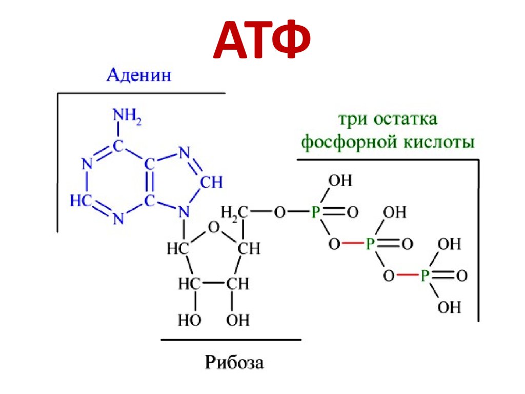 Химические связи атф. АТФ формула структурная. Структура АТФ формула. Химическое строение АТФ. Структурная формула АТФ биохимия.