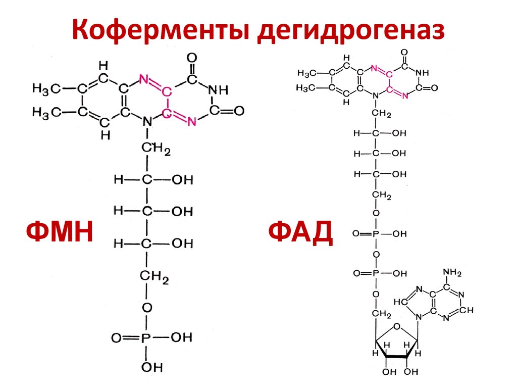 Структура над. Хим структура ФМН, ФАД. Строение ФАД И ФМН. Кофермент ФМН И ФАД. Что такое над ФМН ФАД.