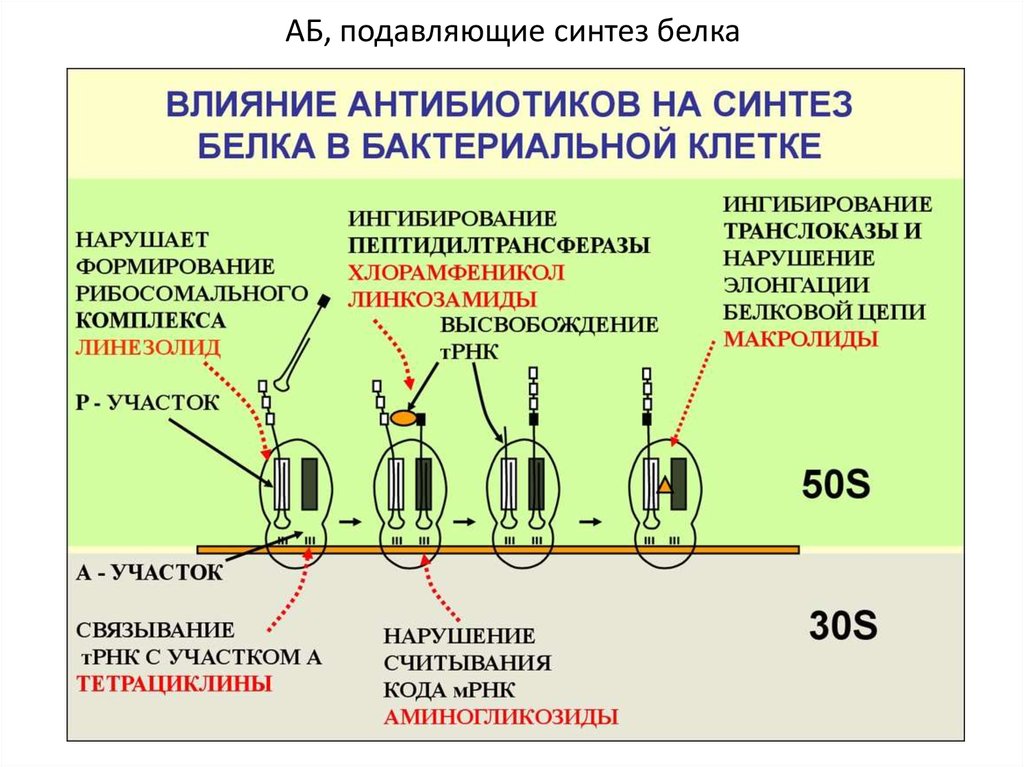 Действие антибиотиков. Антибиотики, нарушающие Синтез белка у бактерий:. Механизм действия антибиотиков нарушающих Синтез белка. Антибиотик нарушающий Синтез белка в микробной клетке. Антибиотики, подавляющие белковый Синтез..