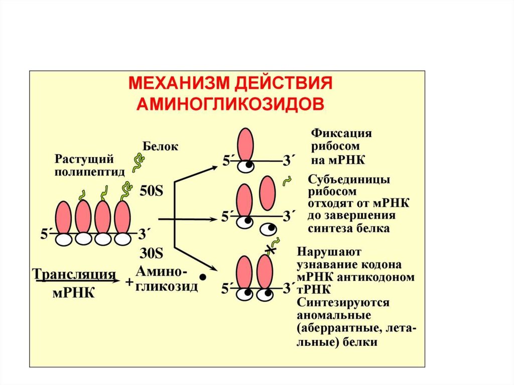 Механизм действия. Механизм действия аминогликозидов. Аминогликозидные антибиотики механизм действия. Аминогликозиды антибиотики механизм действия. Механизм действия аминогликозидов фармакология.