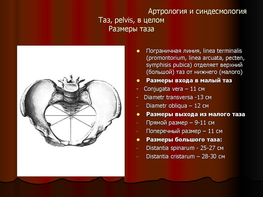 Истинная конъюгата. Женский таз Размеры сбоку. Конъюгаты таза анатомия. Линия терминалис малого таза. Размеры женского таза анатомия.