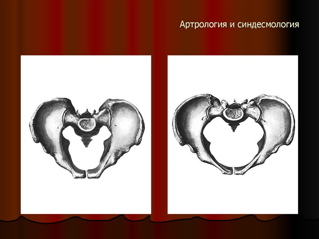 Артрология. Синдесмология анатомия. Артрология и синдесмология. Синдесмология анатомия швы. Синдесмология животных.