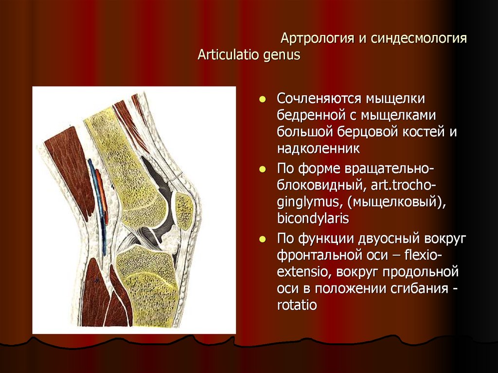 Артрология. Соединение костей синдесмология. Артрология анатомия. Суставы артрология.