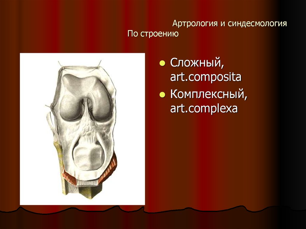 Артрология. Соединение костей синдесмология. Артрология анатомия. Синдесмология анатомия.