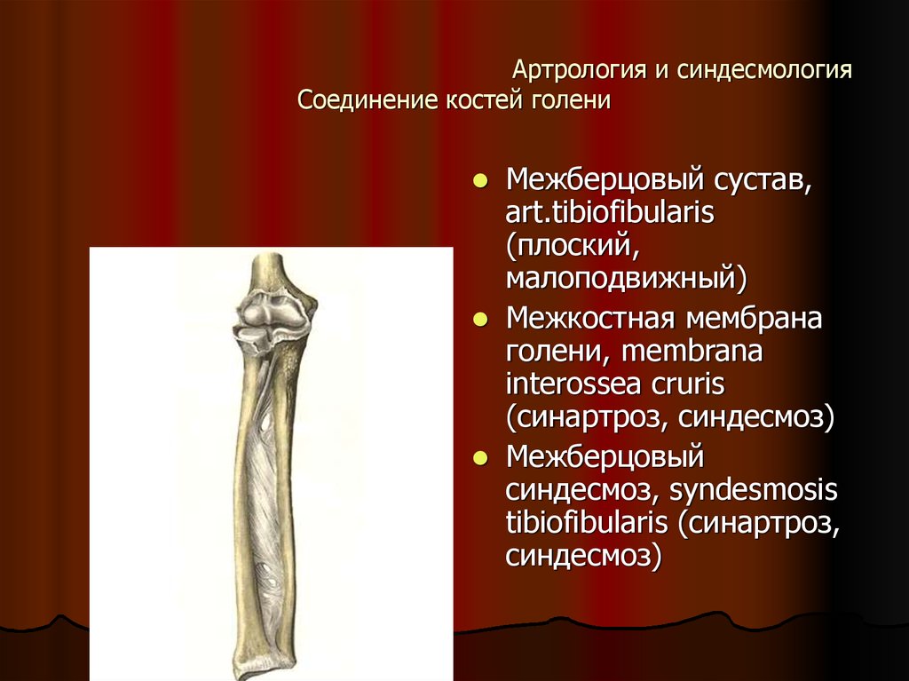 Кости голени соединения. Синдесмология, соединение костей. Синдесмоз синартроз. Синдесмоз голени анатомия. Соединение костей голени.