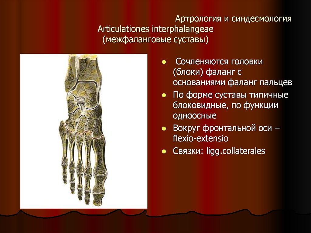 Проксимальные межфаланговые суставы кисти фото