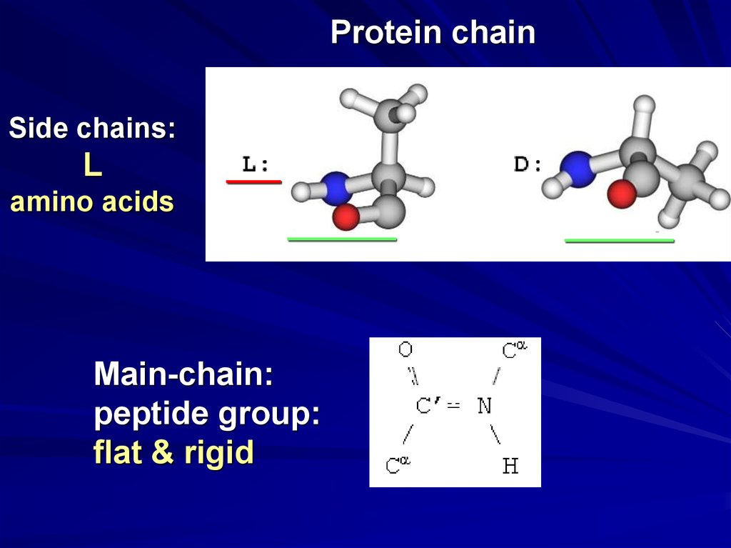 Белки кислоты. Peptide Chain. L Amino acid. Trans- and CIS- positions of Radicals Side Chains in Proteins and Peptides. Acidis Side Chains.