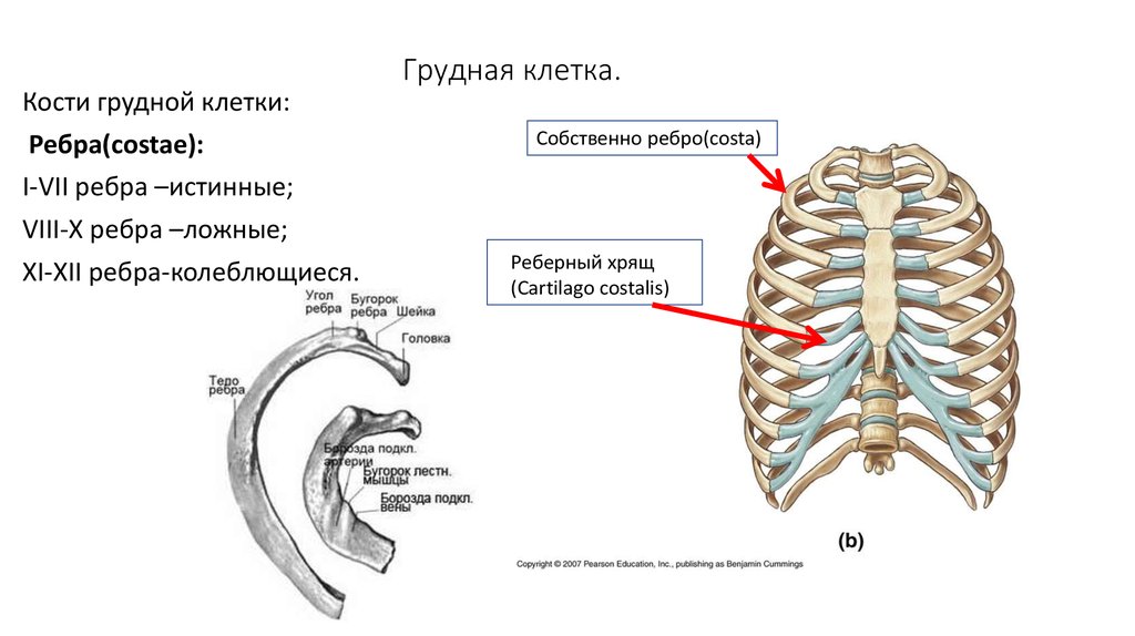 Левое и правое ребро
