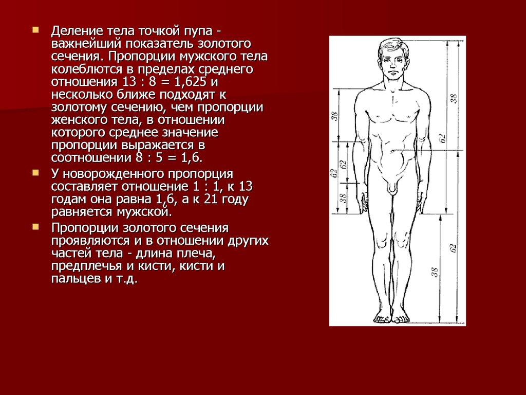 Деление тела. Пропорции мужского тела по Золотому сечению. Поделить тело пропорции. Золотое сечение женского тела.