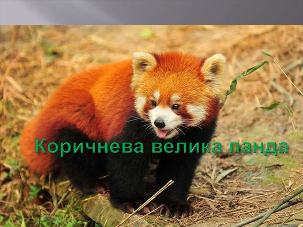 Мутація у живих організмів - презентация онлайн