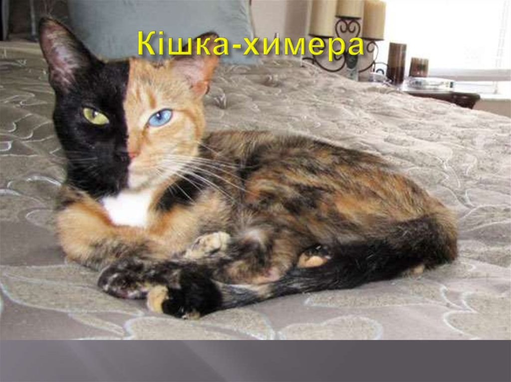 Кішка-химера