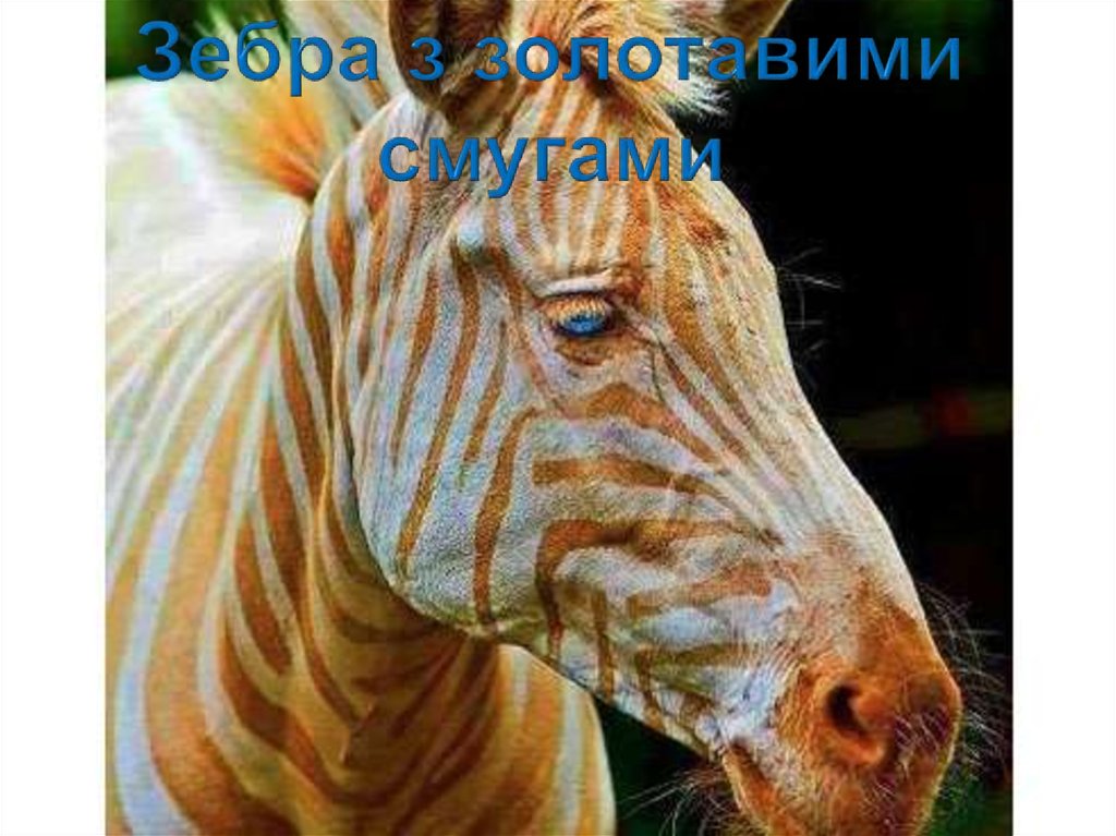 Зебра з золотавими смугами