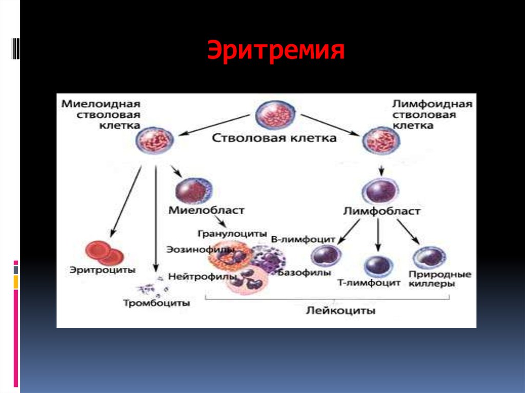 Деление стволовых клеток. Схема стволовых кроветворных клеток. Схема кроветворения из стволовой клетки. Эритремия патофизиология. Эритремия патогенез.
