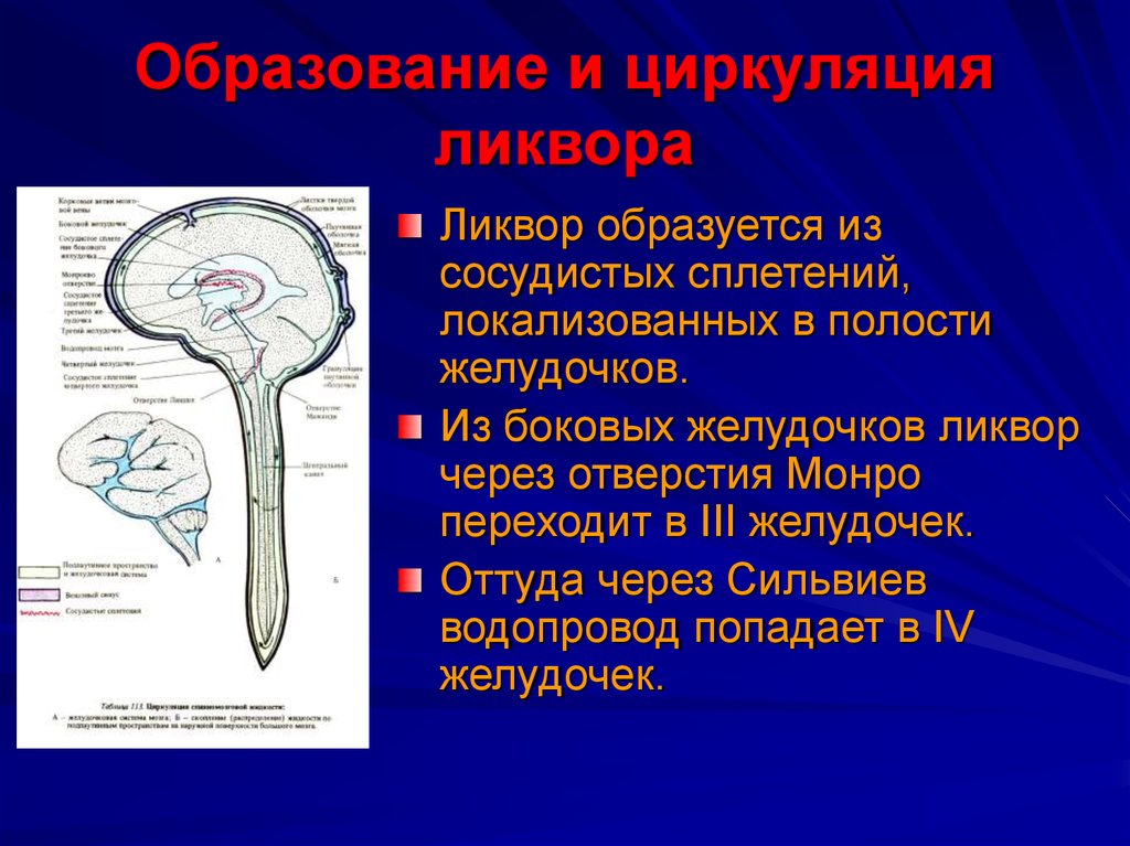 Образования желудочков мозга. Оболочки головного мозга: цистерны подпаутинного пространства. Схема путей циркуляции спинномозговой жидкости. Циркуляция ликвора в головном мозге. Схема циркуляции ликвора.