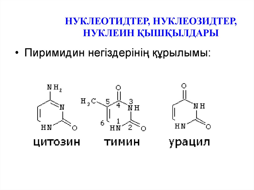 Нуклеин