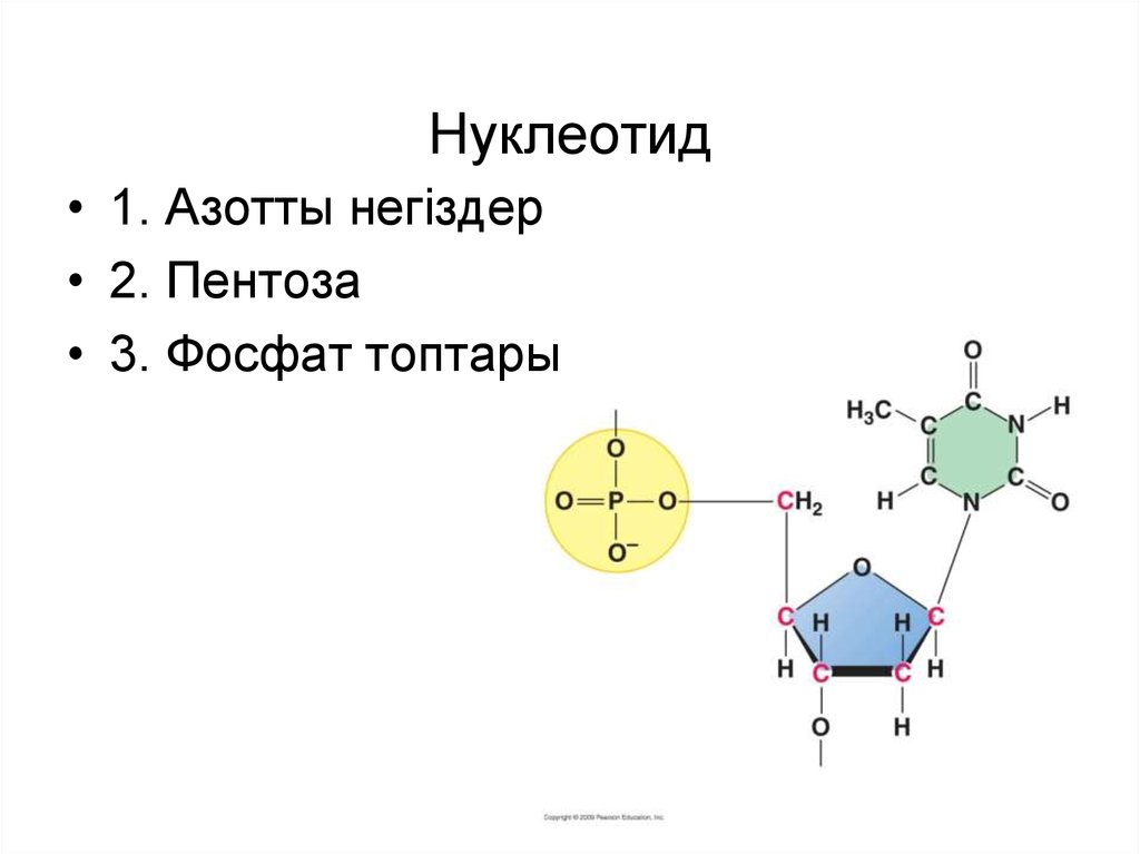 Нуклеотиды днк состоят из