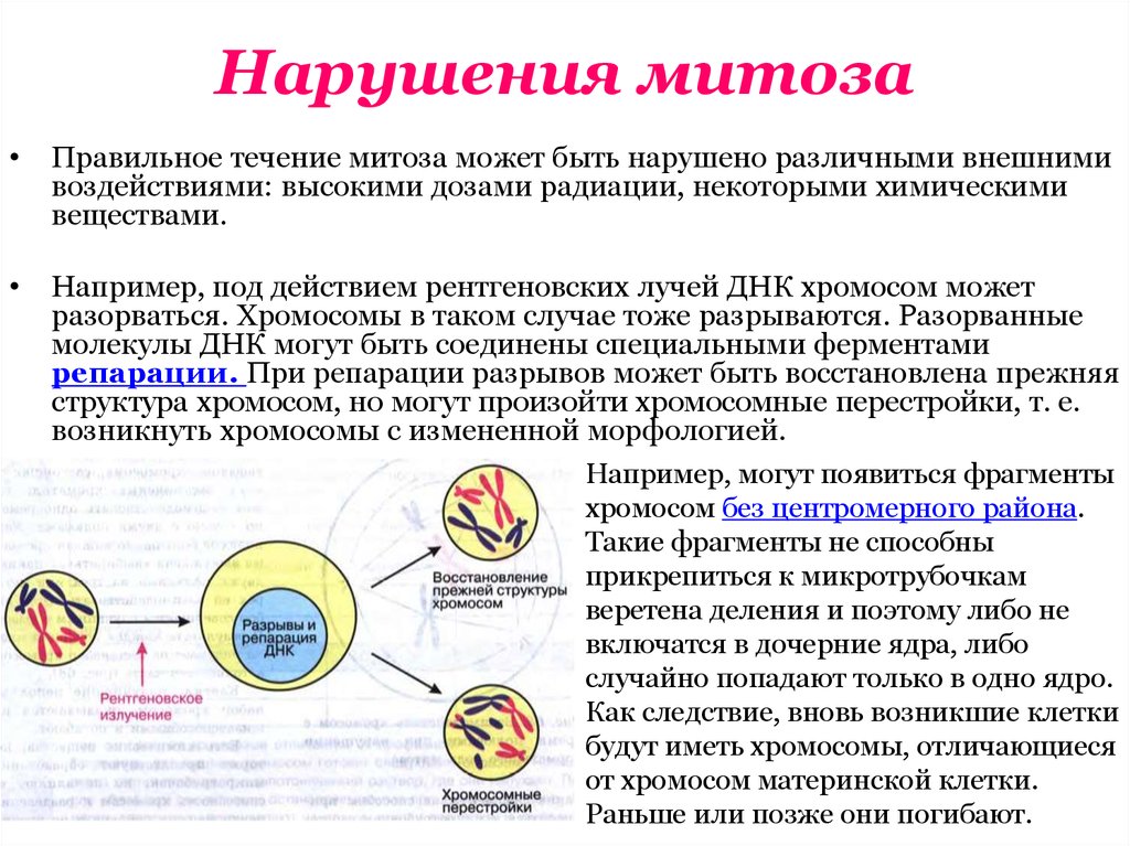 Патологический митоз схема