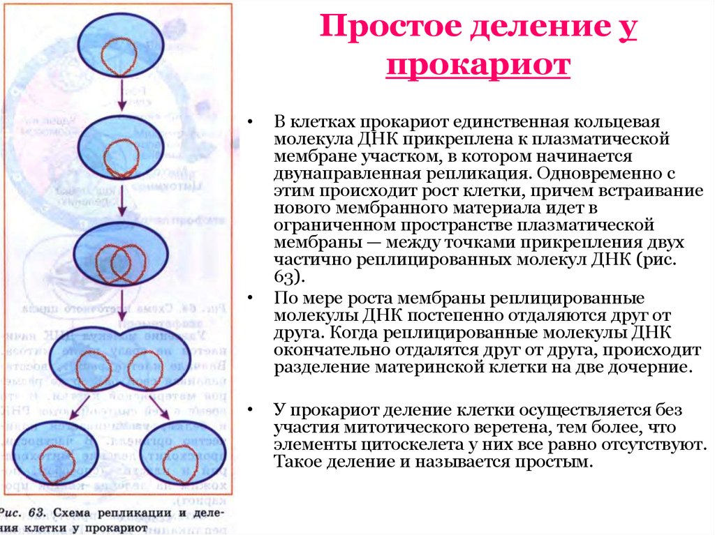 Схема бинарного деления