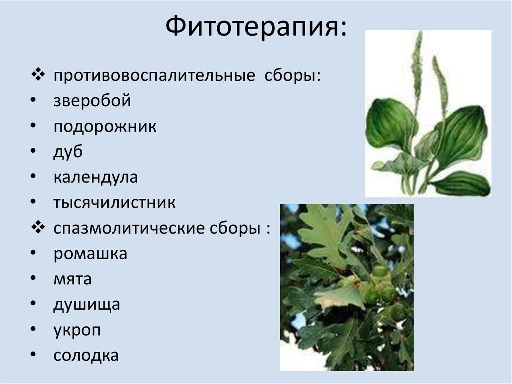 Фитотерапия при заболеваниях жкт презентация