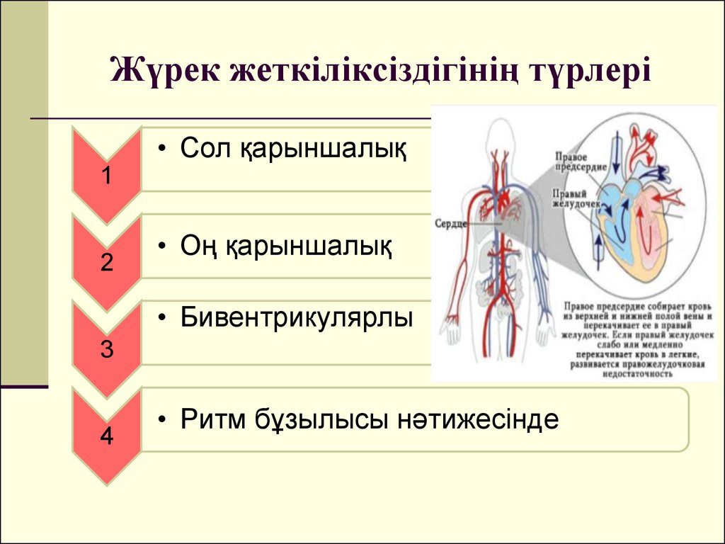 Жүрек құрылысы презентация