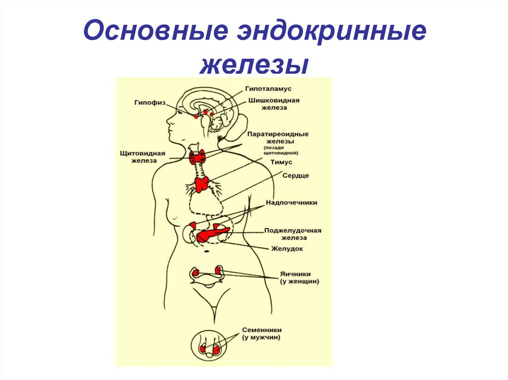 Строение желез внутренней секреции человека. Схема расположения эндокринных желез человека. Железы внутренней секреции строение. Система желез внутренней секреции человека. Анатомия желез внутренней секреции.