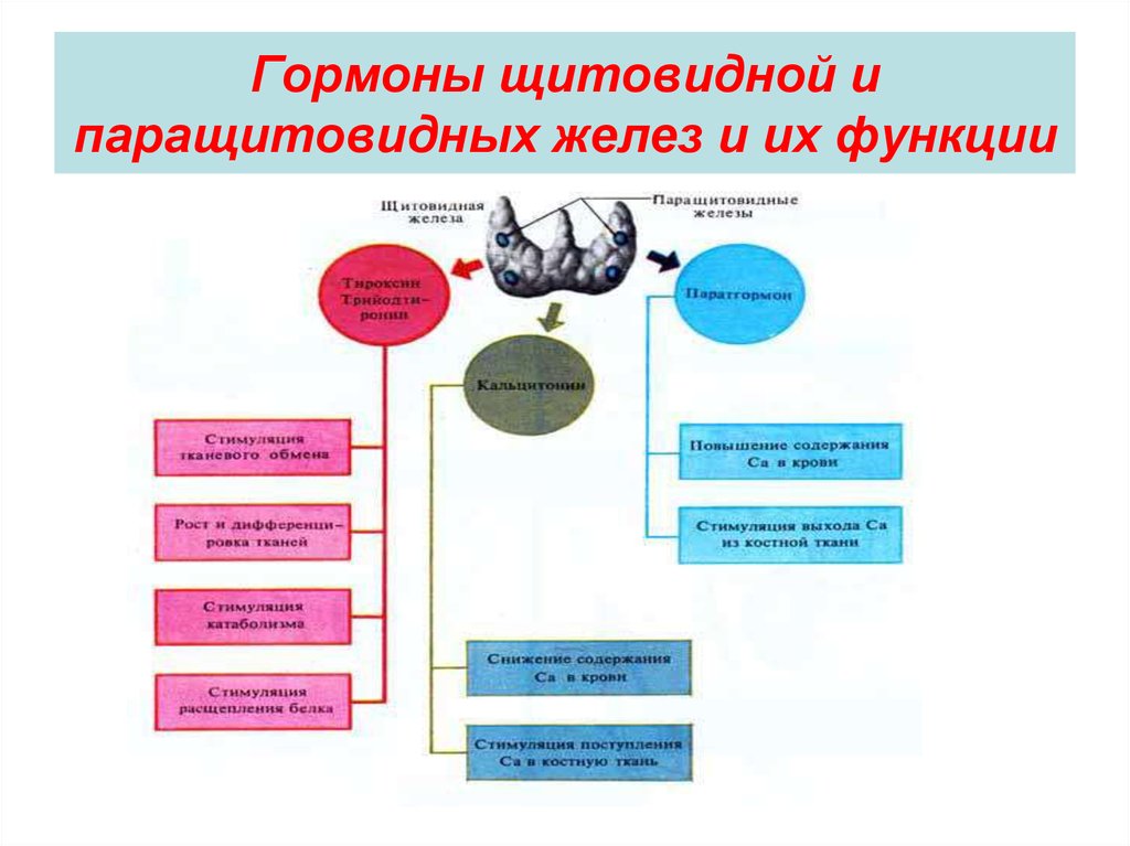 Патофизиология паращитовидных желез презентация