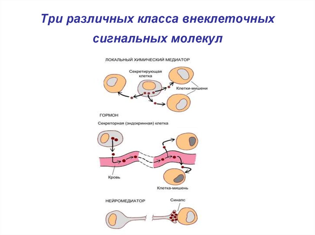 Особенности железы