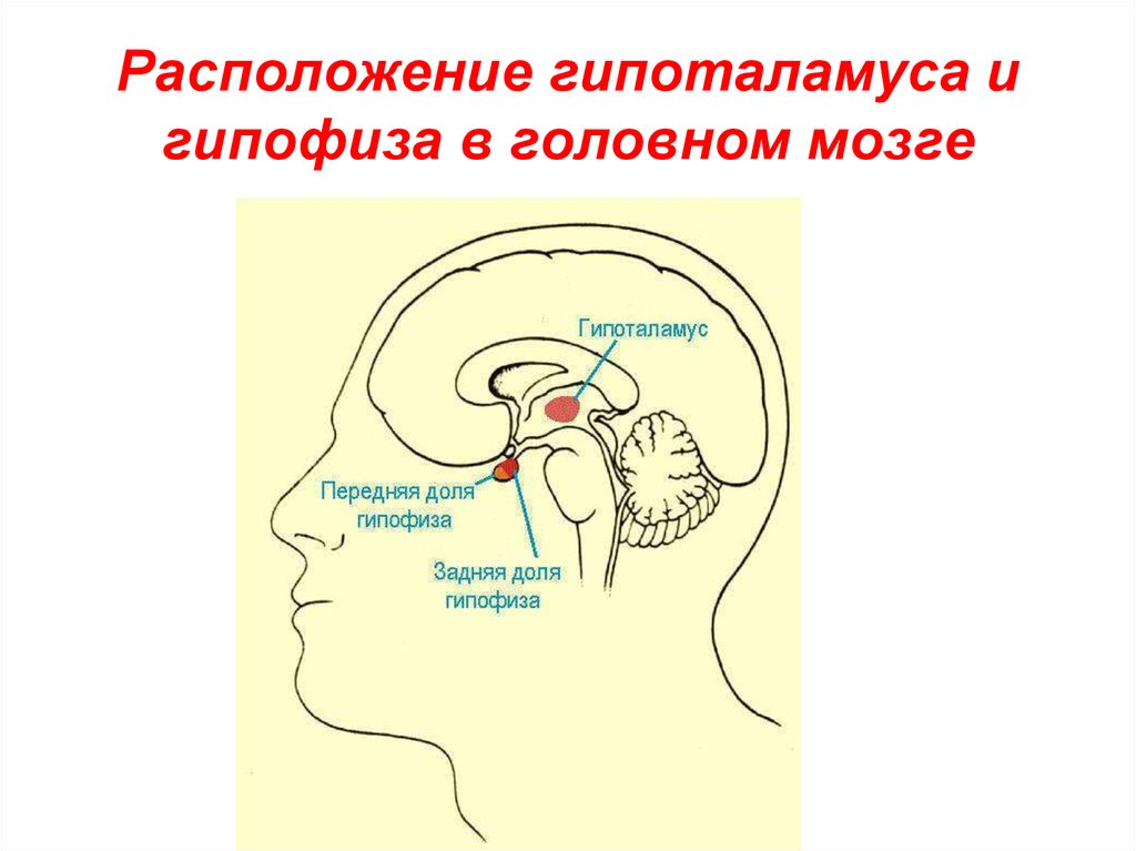 Гипофиз в голове. Таламус гипоталамус гипофиз. Строение головного мозга гипоталамус и гипофиз. Гипофиз гипоталамус шишковидная железа. Гипоталамус расположение в мозге.