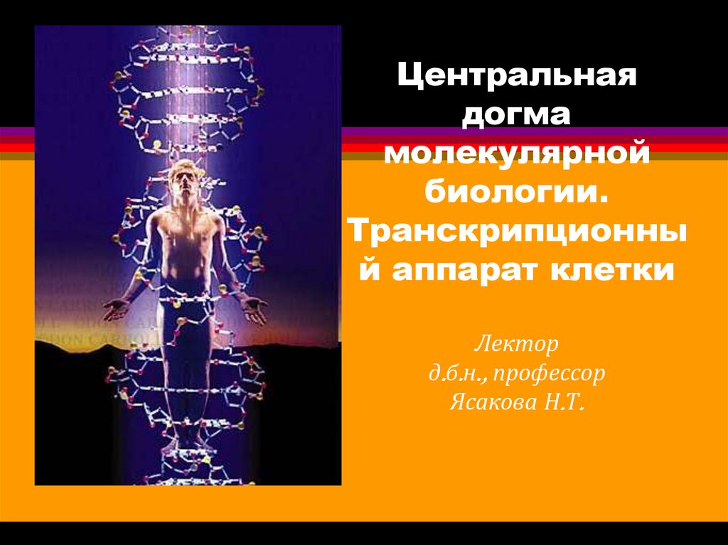 Основная догма молекулярной биологии. Транскрипционный аппарат клетки. Центральная молекулярная Догма. Догма молекулярной биологии в современном представлении.