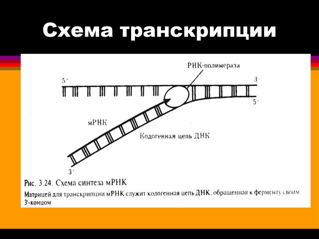 Транскрибируемая цепь. Схема процесса транскрипции. Транскрипция РНК схема. Транскрипция ДНК. Транскрипция схема транскрипции.