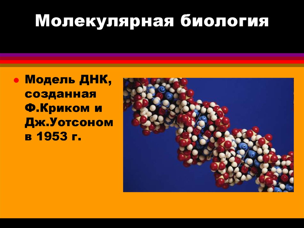 Методы молекулярной биологии презентация