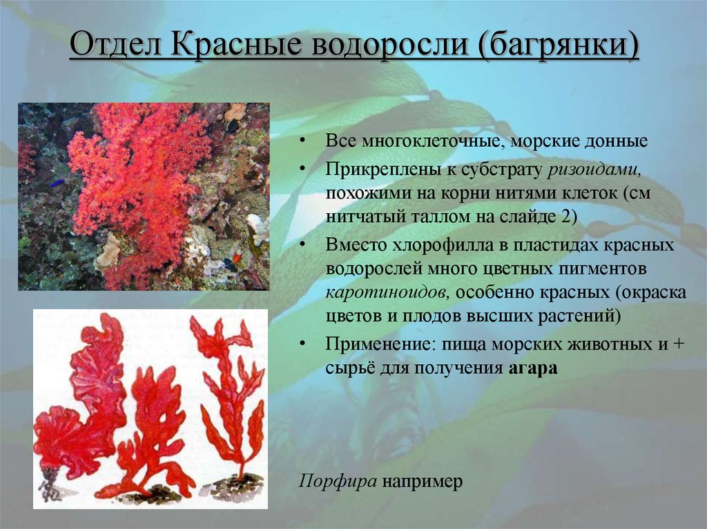 Красной водорослью является. Отдел красные водоросли багрянки. Багрянка, красные водоросли, Rhodophyta.. Отдел красные водоросли багрянки представители. Отдел красные водоросли багрянки кратко.