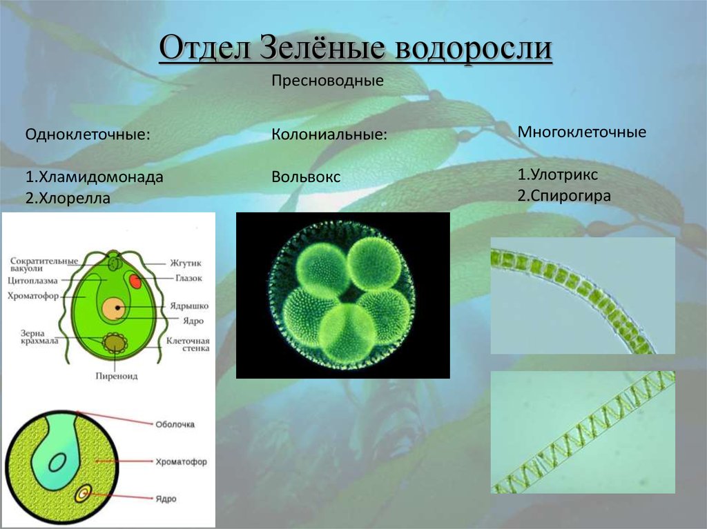 Эволюция одноклеточных водорослей. Отдел зеленые водоросли представители. Одноклеточные зеленые водоросли представители. Представителя отдела зеленые водоросли-хлореллы. Водоросль хлорелла таллом.