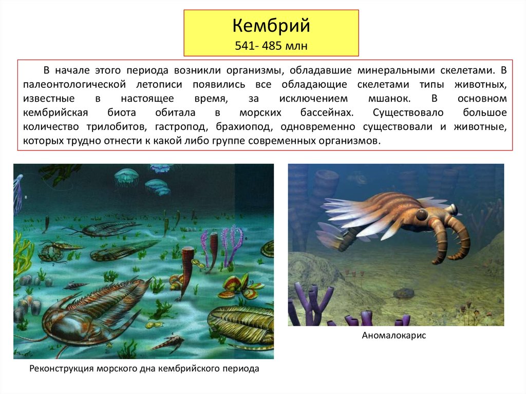 Где возникли первые организмы. Кембрий описание периода. Кембрийский период животный мир таблица. Организмы кембрийского периода. Кембрийский период обозначение.