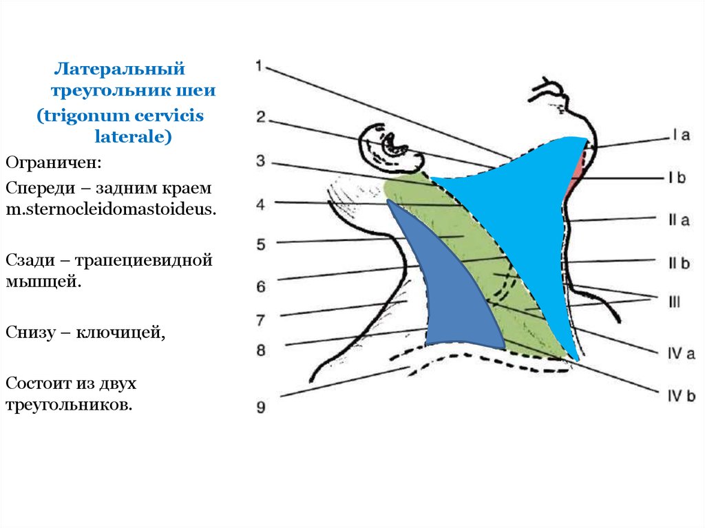 Треугольники шеи схема