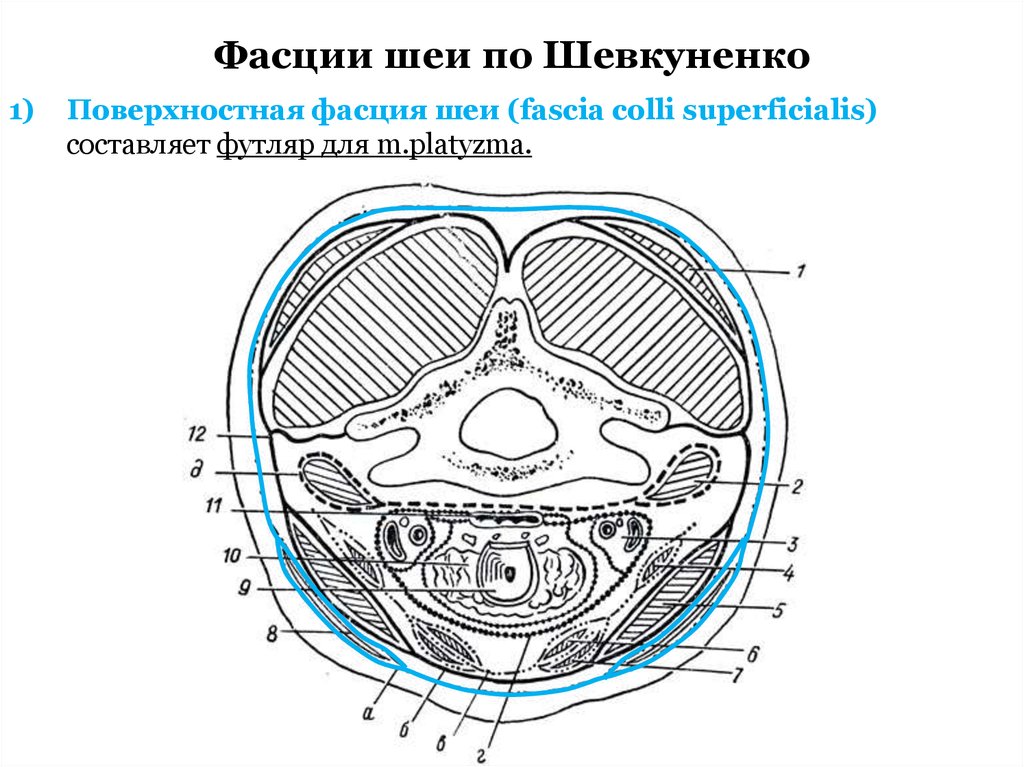 Фасции шеи схема