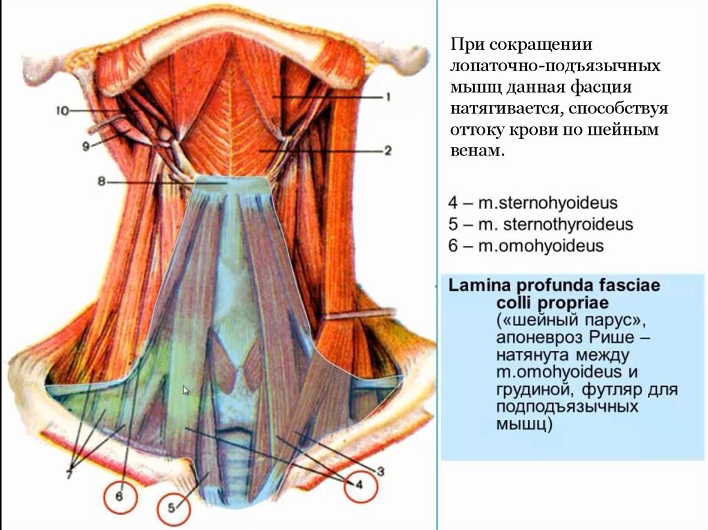 Шейная фасция. Лопаточно Ключичная фасция шеи. Лопаточно ключичный апоневроз Рише. Лопаточно-подъязычная мышца (m. omohyoideus).