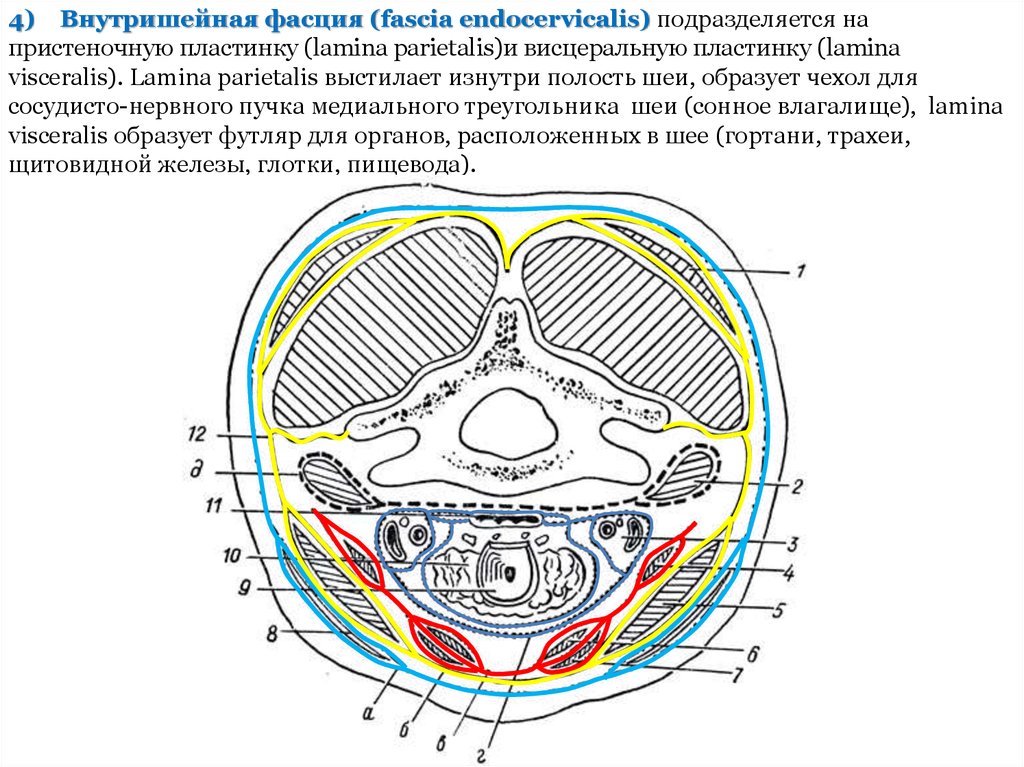 Фасции шеи рисунок