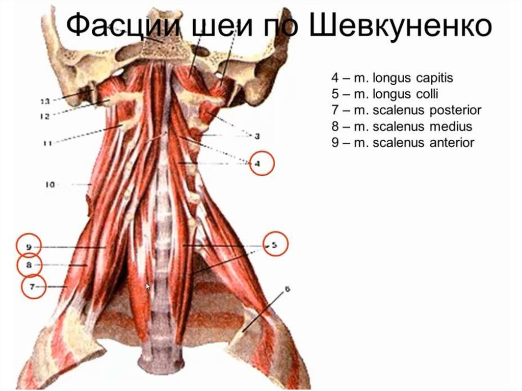 Фасции спины. Мышцы и фасции шеи. Мышцы и фасции шеи анатомия. Фасции шеи анатомия. 5 Фасций шеи по Шевкуненко.