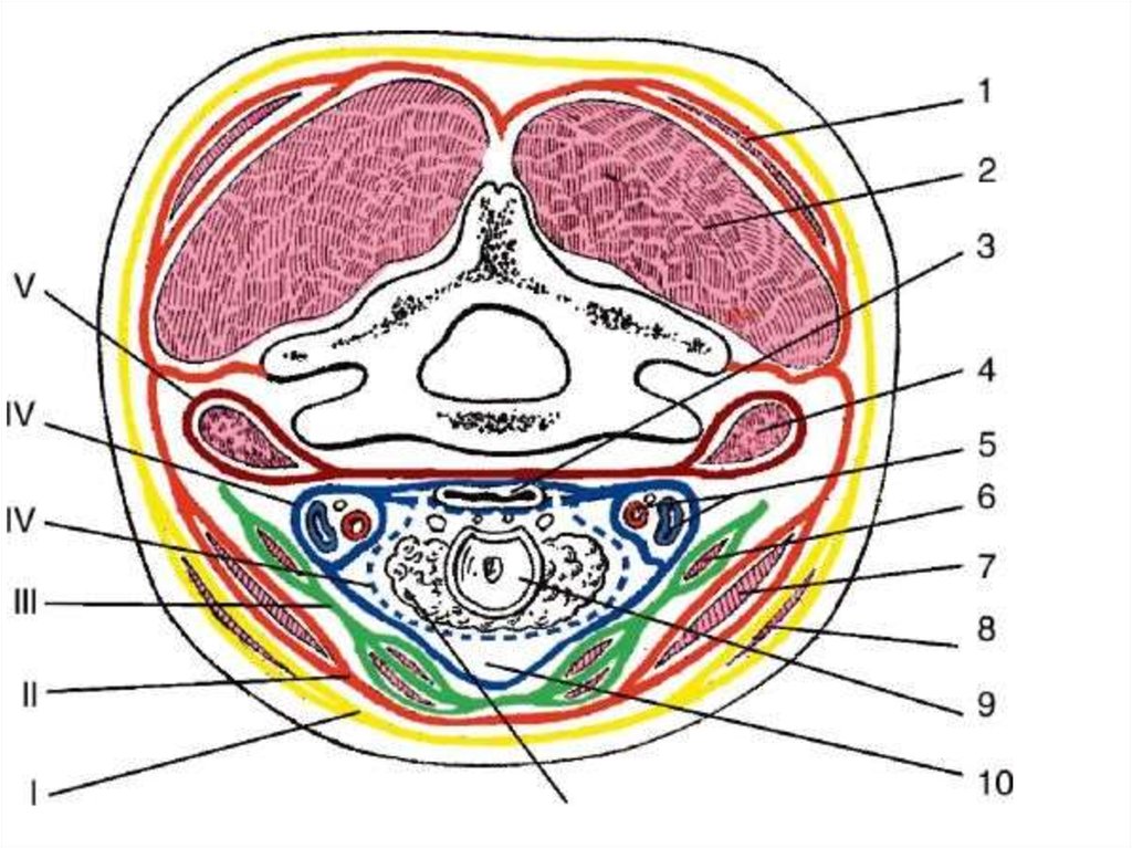 Фасции шеи рисунок