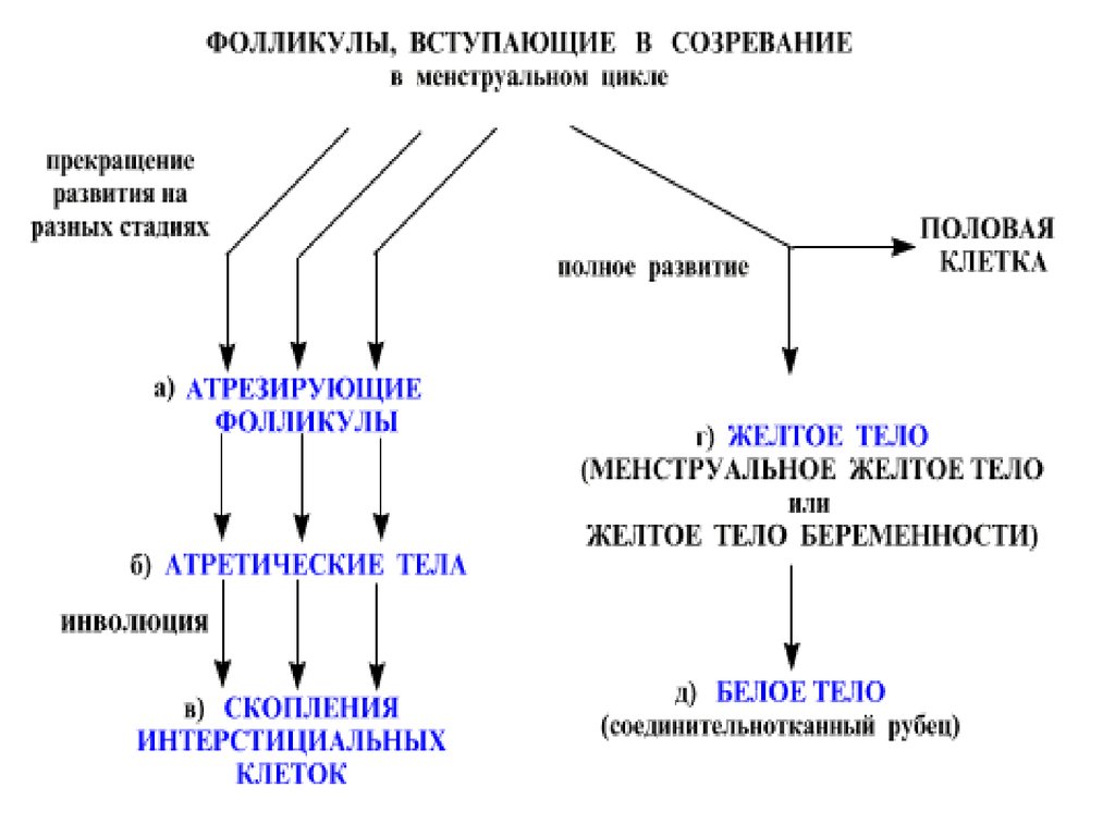 Презентация женская половая система