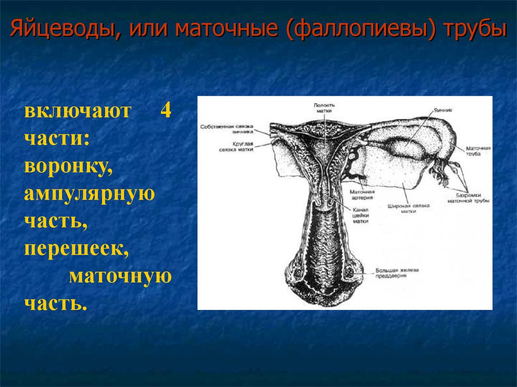 Женская половая труба. Строение яйцевода. Яйцевод и маточная труба. Женские половые органы строение. Маточный перешеек.