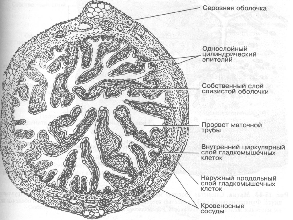 Стенка матки имеет слой. Строение стенки маточной трубы гистология. Строение маточной трубы гистология. Строение яйцевода гистология. Маточная труба яйцевод гистология.