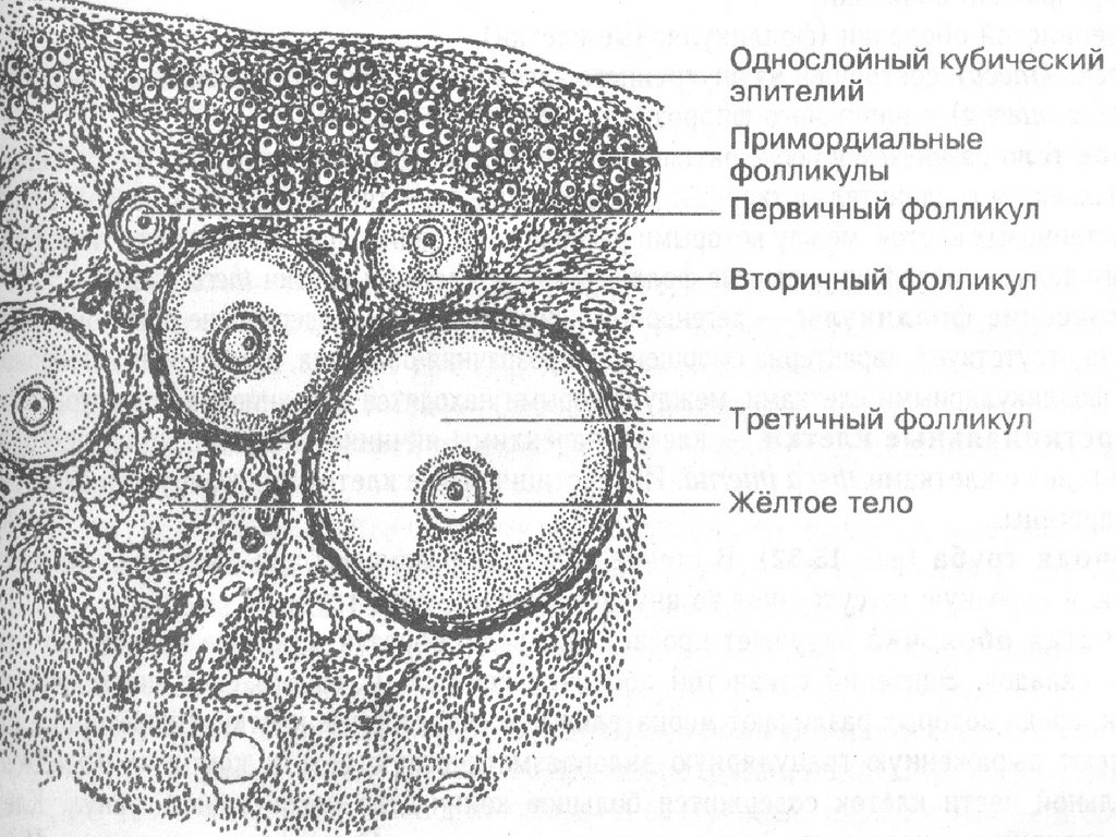 Яичник рисунок с подписями