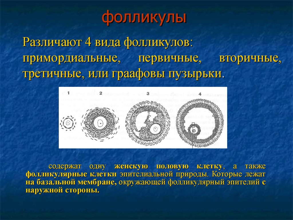 Женская половая клетка. Типы фолликулов. 4 Типа фолликулов. Примордиальные половые клетки. Классификация женских половых клеток.