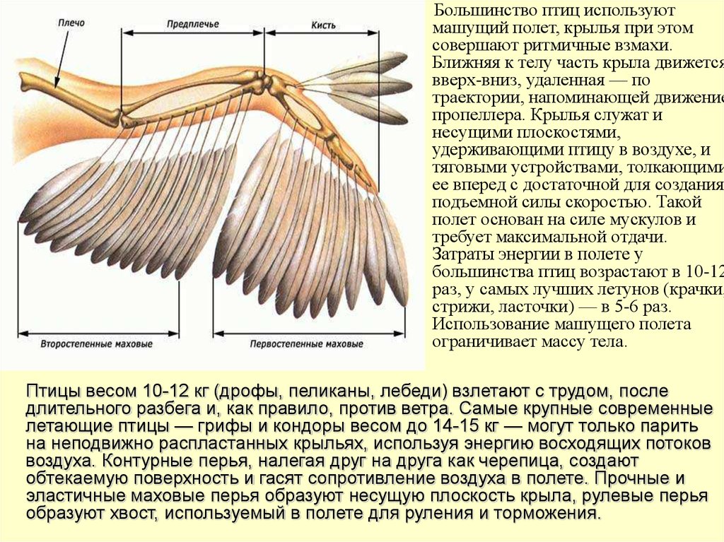 Методы полет птицы. Строение крыла. Передние конечности - Крылья. Части тела птицы. Внешнее строение крыла птицы.