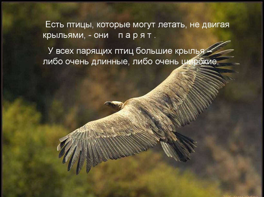 Видна по полету. Птица машет крыльями. Свободная птица. Птица с одним крылом. Птица в воздухе.